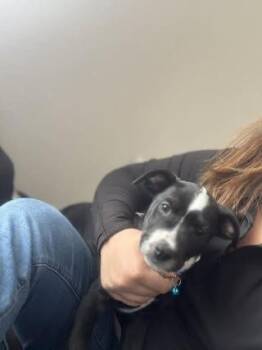 Labrador Retriever Dogs Available for Adoption in Colorado Springs, Colorado - Piano Man | PetCurious