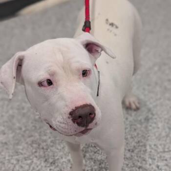 Bridgette -  Pit Bull Terrier Dog for Adoption in Smithville, Tennessee - Bridgette | PetCurious