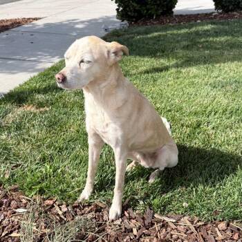 Ivory -  Mixed Breed Dog for Adoption in Corvallis, Oregon - Ivory | PetCurious