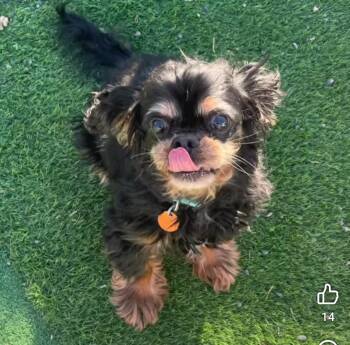 Sassy -  Cavalier King Charles Spaniel Dog for Adoption in Billings, Montana - Sassy | PetCurious
