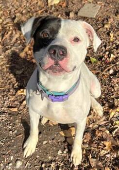 Rescue American Staffordshire Terrier Dogs for Adoption in Phoenix, Oregon - Lottie | PetCurious