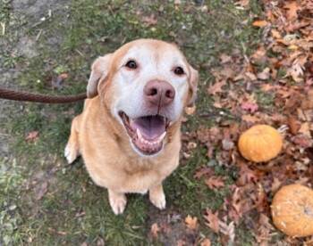 Rescue Labrador Retriever and Mixed Breed Dogs for Adoption in Twinsburg, Ohio - Rose | PetCurious