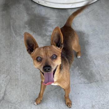 Rico -  Chihuahua and Terrier Dog for Adoption in Hollister, California - Rico | PetCurious