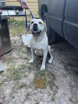 Rescue Mastiff and Mixed Breed Dogs for Adoption in Conroe, Texas - A419547 | PetCurious