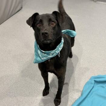 Scottie -  Mixed Breed Dog for Adoption in Canal Winchester, Ohio - Scottie | PetCurious