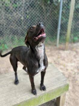 Rescue Labrador Retriever Dogs for Adoption in Orangeburg, South Carolina - Bugs | PetCurious