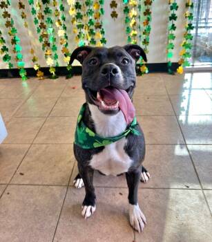 Rescue Pit Bull Terrier and Mixed Breed Dogs for Adoption in Marion, Ohio - Carmella | PetCurious