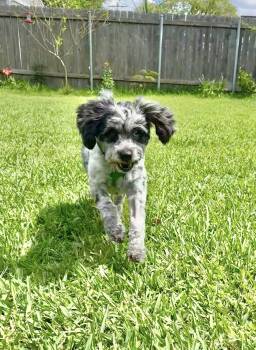 Poodle and Miniature Schnauzer Dogs Available for Adoption in Gonzales, Louisiana - Suzie | PetCurious