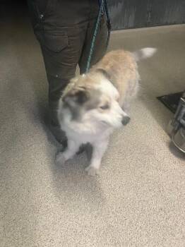 Husky and Chow Chow Dogs Available for Adoption - Bronx | PetCurious