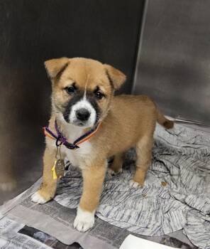 Australian Shepherd and Shiba Inu Dogs Available for Adoption in St. Louis, Missouri - HASHBROWN | PetCurious