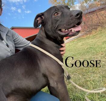 Rescue Pit Bull Terrier Dogs for Adoption in Craig, Colorado - Goose | PetCurious