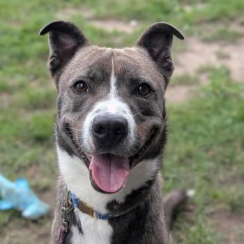 Rowan -  Siberian Husky and Pit Bull Terrier Dog for Adoption in East Hanover, New Jersey - Rowan | PetCurious