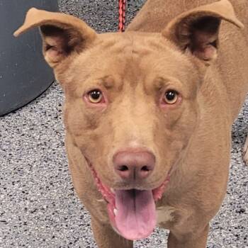 Rescue Staffordshire Bull Terrier Dogs for Adoption in Greenville, South Carolina - Siren | PetCurious