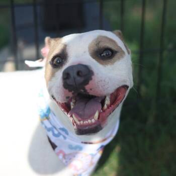 KODA -  Mastiff Dog for Adoption in San Antonio, Texas - KODA | PetCurious