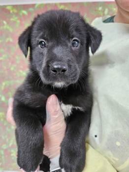 Darius -  Labrador Retriever and Mixed Breed Dog for Adoption in San Antonio, Texas - Darius | PetCurious