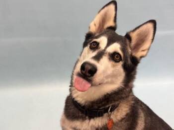 Panda -  Siberian Husky and Husky Dog for Adoption in Woodbury, Minnesota - Panda | PetCurious