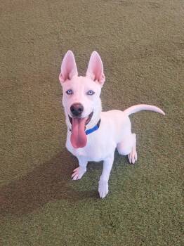 Rescue Siberian Husky and Pit Bull Terrier Dogs for Adoption in Glendale, Arizona - Gumball | PetCurious