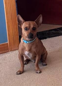 Pedro -  Chihuahua Dog for Adoption in Coarsegold, California - Pedro | PetCurious