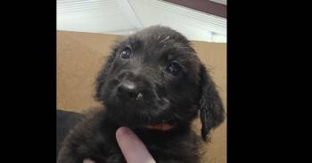 Matilda -  Terrier Dog for Adoption in Papillion, Nebraska - Matilda | PetCurious