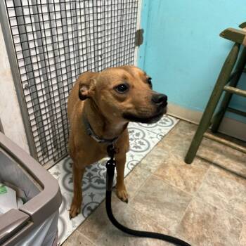 Rescue Hound and Mixed Breed Dogs for Adoption in Boerne, Texas - Kix | PetCurious