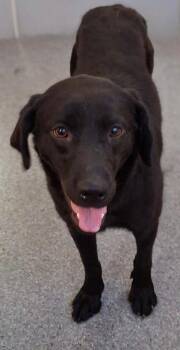 Bambi -  Labrador Retriever Dog for Adoption in Covington, Virginia - Bambi | PetCurious