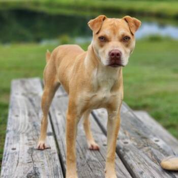 Honey Bun -  Mixed Breed Dog for Adoption in Greenville, South Carolina - Honey Bun | PetCurious