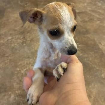 Kiwi -  Chihuahua Dog for Adoption in Riverside, Iowa - Kiwi | PetCurious