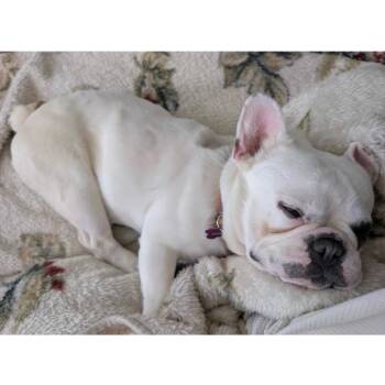 Mahout -  French Bulldog Dog for Adoption in Minneapolis, Minnesota - Mahout | PetCurious