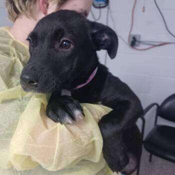Labrador Retriever and Terrier Dogs Available for Adoption in Hattiesburg, Mississippi - Willow Nightingale | PetCurious