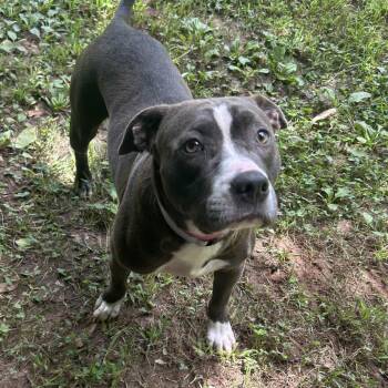 Gracie -  Mixed Breed Dog for Adoption in Auburn, Alabama - Gracie | PetCurious