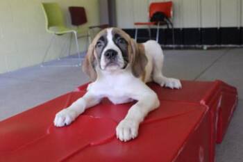 Big Blue -  Great Pyrenees and Mixed Breed Dog for Adoption in Kansas City, Missouri - Big Blue | PetCurious
