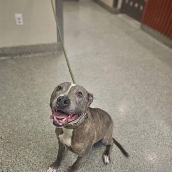 Mable -  Pit Bull Terrier and Mixed Breed Dog for Adoption in Kansas City, Missouri - Mable | PetCurious