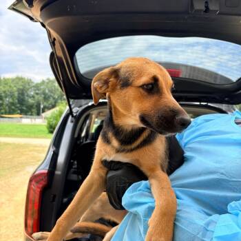 EOS 5528 -  Mixed Breed Dog for Adoption in Loxahatchee Groves, Florida - EOS 5528 | PetCurious
