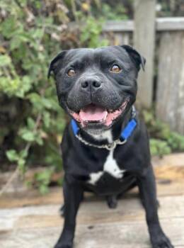 Rescue Staffordshire Bull Terrier Dogs for Adoption in San Francisco, California - Beau | PetCurious
