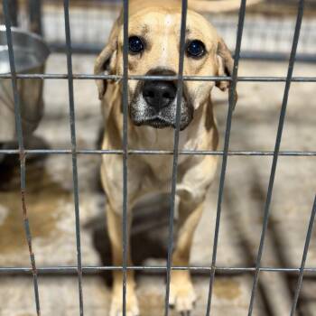 Labrador Retriever and Coonhound Dogs Available for Adoption - Chester | PetCurious