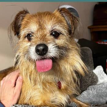 Terrier Dogs Available for Adoption in Waterford, New Jersey - CHURRO | PetCurious