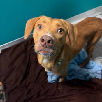 Anna -  Vizsla and Mixed Breed Dog for Adoption in Wilmington, Delaware - Anna | PetCurious