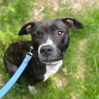 Mixed Breed Dogs Available for Adoption in Enfield, New Hampshire - Spicket | PetCurious