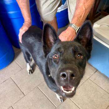 Coal -  German Shepherd Dog Dog for Adoption in Huntington, West Virginia - Coal | PetCurious