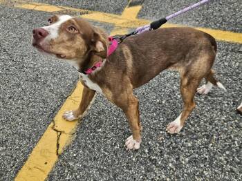 ANNABELLE -  Mixed Breed Dog for Adoption in Holbrook, New York - ANNABELLE | PetCurious