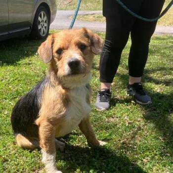 Schnauzer Dogs Available for Adoption - Loki | PetCurious