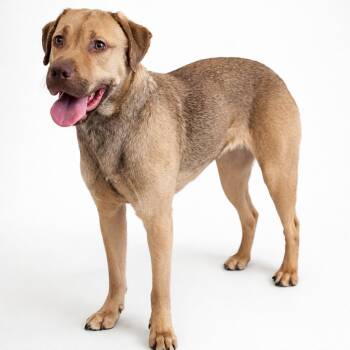Labrador Retriever Dogs Available for Adoption - Caramel Mocha | PetCurious