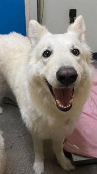 Siri (Atzhiri) -  Shepherd Dog for Adoption in Ocala, Florida - Siri (Atzhiri) | PetCurious