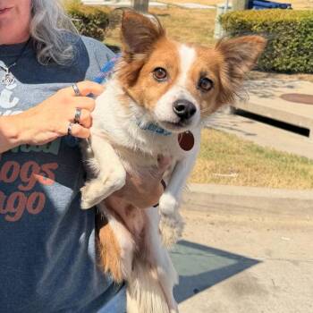 Biscuit -  Papillon and Mixed Breed Dog for Adoption in Rockville, Maryland - Biscuit | PetCurious