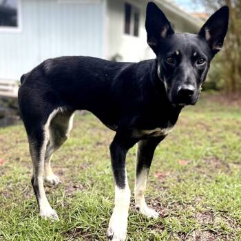 Rescue Mixed Breed Dogs for Adoption in Keaau, Hawaii - Elvira (AIR-Stray-12441) | PetCurious