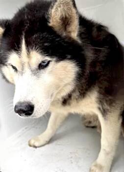 A657879 -  Siberian Husky Dog for Adoption in Houston, Texas - A657879 | PetCurious