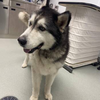 Alaskan Malamute Dogs Available for Adoption in Abilene, Texas - Shadow | PetCurious