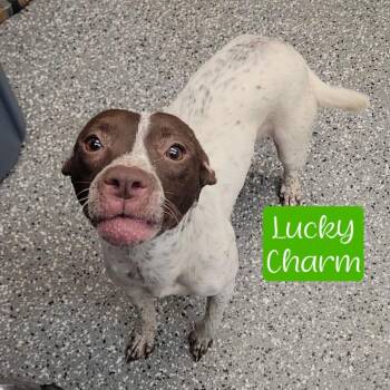 Lucky Charm -  Pointer and Pit Bull Terrier Dog for Adoption in Parkersburg, West Virginia - Lucky Charm | PetCurious