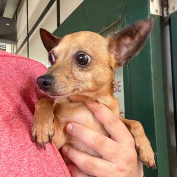 Ghost Face -  Chihuahua Dog for Adoption in Lake Jackson, Texas - Ghost Face | PetCurious