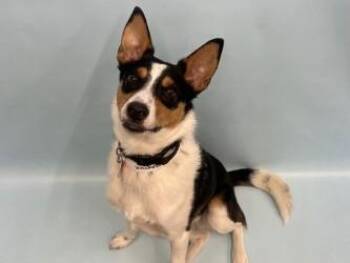Maverick -  Australian Cattle Dog Blue Heeler and Border Collie Dog for Adoption in Golden Valley, Minnesota - Maverick | PetCurious